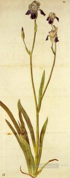 古典的な花 Painting - アイリス・アルブレヒト・デューラーの古典的な花